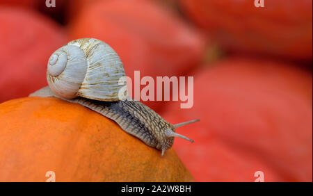 A big snail with a snail shell crawls slowly in autumn over an orange pumpkin in front of other pumpkins in the background Stock Photo
