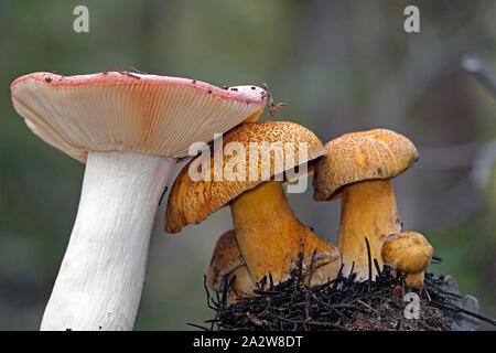 Suillus tomentosus mushrooms, also called Poor Man’s Slippery Jack,or