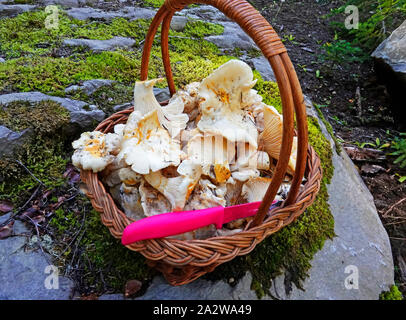 A basket of freshly cut white chanterelle mushrooms, a highly prized edible mushroom in the Pacific Northwest. These came from an Oregon forest. Stock Photo