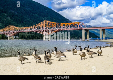 Canada Geese on beach, Lakeside Park,  Kootenay Lake, Nelson, British Columbia, Canada Stock Photo