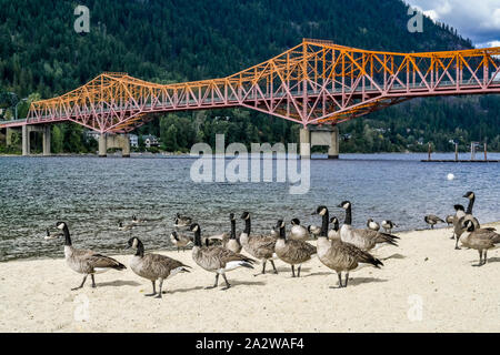 Canada Geese on beach, Lakeside Park,  Kootenay Lake, Nelson, British Columbia, Canada Stock Photo