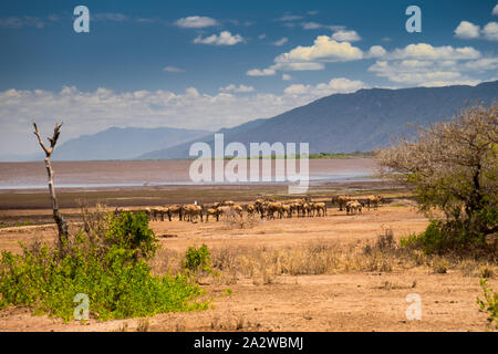 Family of African Blue Wildebeest near water and on the road passing by in Lake Manyara national park. Tanzania. Amazing blue sky and green tree and g Stock Photo