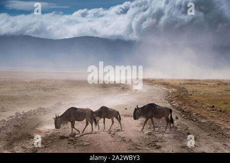 Exhausted Family of African Blue Wildebeest on the road passing by in Ngorongoro national park. Tanzania. Dusty blue sky and mountain in the backgroun Stock Photo