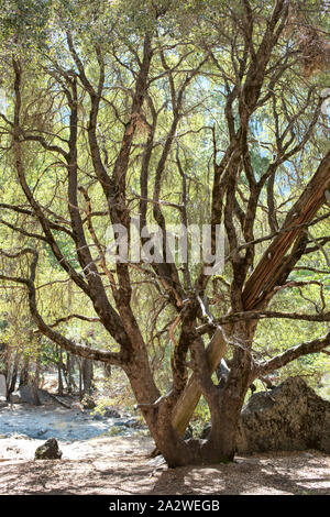 Large Oak tree in the middle of a walking path at Yosemite, California Stock Photo