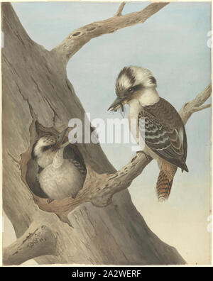 Watercolour - Laughing Kookaburra, Neville HP Cayley, 1892, This watercolour of Laughing Kookaburra, Dacelo novaeguineae by Neville HP Cayley depicts an adult feeding its young. At the time of the work in 1892 the species was commonly known as the Laughing Kookaburra, Dacelo gigas. Cayley, the father of the acclaimed Australian artist Neville William Cayley, was one of the best known bird artists in Australia in the late nineteenth century. He was Stock Photo