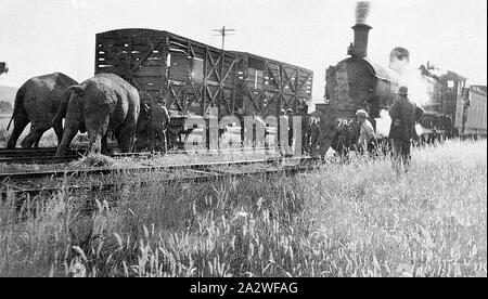 Negative - Henty, Victoria, pre 1930, Two elephants pushing a goods truck back onto the track after a circus train derailed at Henty Station. A group of people are watching the two elephants. The Dd-class steam locomotive No.794 is waiting on an adjacent track. No. 794 was built at the Victorian Railways Newport workshops in 1914 (built as Dd 948, reclassed and renumbered as Dd537, Dd794, D2 794 and then D3 630 Stock Photo