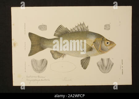 Lithographic Proof - Lithographic Ink & Pencil on Paper, Colour proof a for Plate 14 in The Prodromus of the Zoology of Victoria by Frederick McCoy Stock Photo