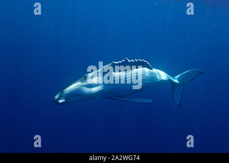 Humpback whale in French Polynesia Stock Photo