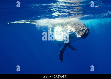 A playful humpback whale calf photographed really close, in the pristine blue waters of the Pacific Ocean, in French Polynesia Stock Photo