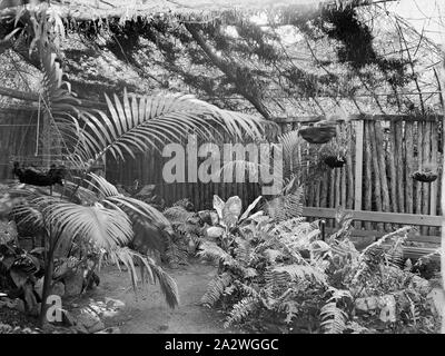 Negative, Back Garden Fence, Kodak Branch, Townsville, QLD, 1930s, Black and white film negative of the garden fence at the rear of the Kodak Australasia Pty Ltd branch store and same day processing laboratory on Flinders St, Townsville, Queensland, in the 1930s. This Kodak store was built in 1920, with the second story added in 1929. Upstairs was the processing lab for printing and developing, and downstairs was the retail shop. Out the back there was a dense Stock Photo