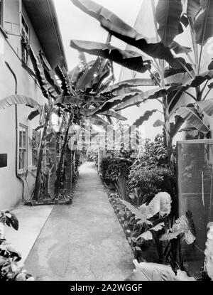 Negative, Back Garden Path, Kodak Branch, Townsville, QLD, 1930s, Black and white film negative of the garden path at the rear of the Kodak Australasia Pty Ltd branch store and same day processing laboratory on Flinders St, Townsville, Queensland, in the 1930s. The walled garden, running between two buildings, has garden beds of tropical plants like bananas, pines, cordylines, vines and shrubs either side of a path lined with bricks. The path leads underneath an Stock Photo