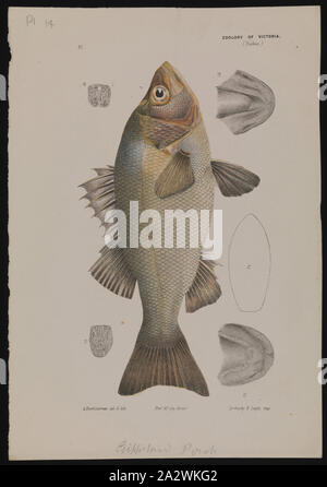 Lithographic Proof - Lithographic Ink & Pencil on Paper, Colour proof for Plate 14 in The Prodromus of the Zoology of Victoria by Frederick McCoy Stock Photo