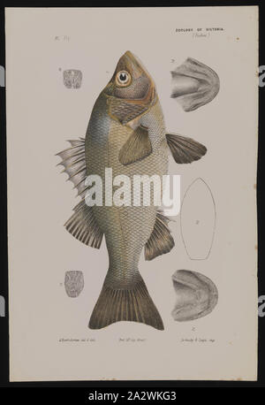 Lithographic Proof - Lithographic Ink & Pencil on Paper, Colour proof for Plate 14 in The Prodromus of the Zoology of Victoria by Frederick McCoy Stock Photo