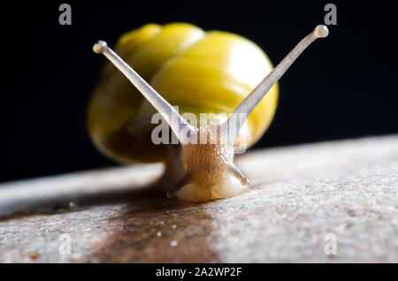 Snail on rock Stock Photo