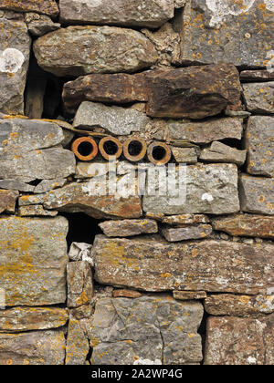 four irregular round clay ventilation pipes set into lichen-covered wall of old stone barn on a farm in Cumbria,England,UK Stock Photo