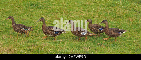 straggly line of five 5 mallard ducks (Anas platyrhynchos) in line astern with diagnostic blue speculum crossing meadow grassland in Cumbria,Engla Stock Photo