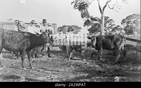 Negative - Hamilton District, Victoria, pre 1930, A family group inspecting cattle. Small children are perched along the rail of the cow yard, supported by adults Stock Photo