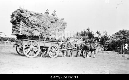 Negative - Wemen, Victoria, 1936, Horse-drawn cart loaded with hay. There are two men on top of the hay Stock Photo