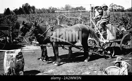 Negative - Sunnycliffs, Mildura, Victoria, circa 1930, Two men preparing to spray vines. They are seated on a horse-drawn cart which carries the spraying equipment. The property was owned by G.A. McCracken Stock Photo