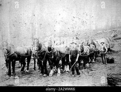 Negative - Albany District, Western Australia, circa 1900, A timber ...