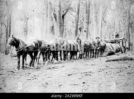 Negative - Albany District, Western Australia, circa 1900, A horse team ...