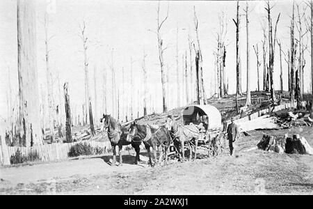 Negative - Gippsland, Victoria, circa 1905, A horse-drawn covered wagon on a road in a burnt out area of bushland Stock Photo