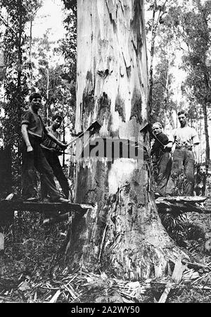 Negative - Otway District, Victoria, circa 1920, Four men chopping down a tree. They are standing on planks inserted in the tree trunk Stock Photo