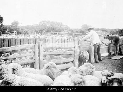 Negative - Lake Victoria, New South Wales, circa 1910, Two men yarding sheep on 'Lake Victoria' station Stock Photo