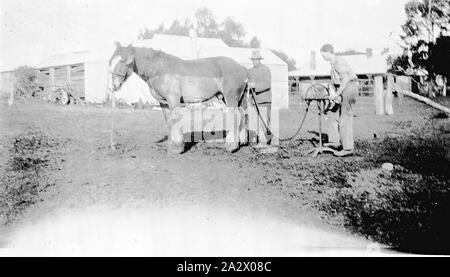 Negative - Horse Clipping, Birchip, Victoria, circa 1925, Two men clipping a horse's coat. They are using clippers powered by a hand-turned wheel Stock Photo