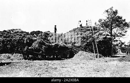 Negative - Carting Hay at Boxdale Farm, Nhill, Victoria, 1919, Men carting hay on 'Boxdale' farm. There is a two horse team pulling the cart Stock Photo