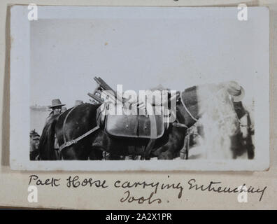 Photograph - 'Pack Horse Carrying Tools', Egypt, Captain Edward Albert McKenna, World War I, 1914-1915, One of 139 photographs in an album from World War I likely to have been taken by Captain Edward Albert McKenna. The photographs include the 7th Battalion training in Mena Camp, Egypt, and sight-seeing. Image depicting a pack horse carrying tools, possibly for use in making trenches Stock Photo