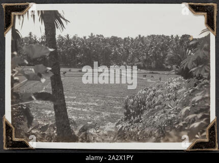 Photograph - Paddy Fields, Palmer Family Migrant Voyage, Sri Lanka, 14 Mar 1947, Black and white photograph titled 'Paddy fields, Coconut groves and Banana trees', it shows a landscape with rice fields, taken 14 March 1947. It is part of a leather-bound photo album created by George Palmer during his migrant voyage from England to Australia on the RMS Orion in 1947. George migrated to Australia with his wife Gertrude and their two daughters, Shirley and Lesley Stock Photo