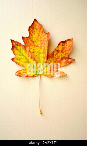 Fall colors of orange and yellow adorn Bigleaf maple leaf on neutral background.  Autumn concept.  Room for your text. Stock Photo