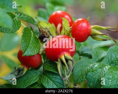 Bright red rose hips on a dewy morning in a Yorkshire garden Stock Photo