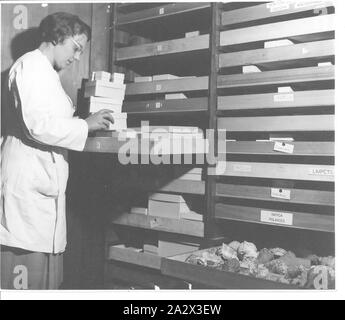Photograph - Hope Macpherson Working on Shell Collection, National Museum of Victoria, Melbourne, circa 1946 (damaged), Black and white image of Hope Macpherson arranging specimen boxes on a storage shelf. Hope Macpherson was the first female curator at National Museum of Victoria (now Museum Victoria). Hope along with Isobel Bennett, Susan Ingham and Mary Gillham were the first women to visit the Antarctic in their December 1959 expedition Stock Photo