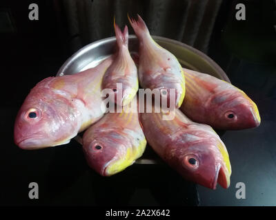 The Rani fish or the Pink Perch is a sought after fish not only for sporting but also for its taste. Stock Photo