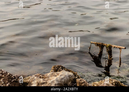 a soft colored shoot from a swamp - there is green mosses on metals. photo has taken at izmir/turkey. Stock Photo