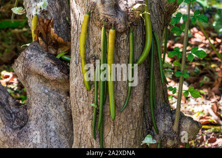 Candle tree (Parmentiera cereifera) fruit closeup Stock Photo