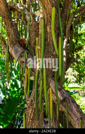 Candle tree (Parmentiera cereifera) with hanging fruit Stock Photo