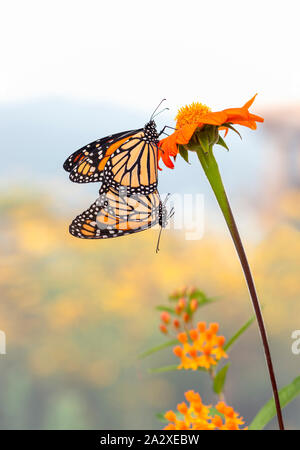 Pair (2) Monarch butterflies (Danaus plexippus) mating on a tithonia flower Stock Photo