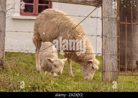 A little sheep feeding after the barbed wire fence accompanied by its mother sheep. Farm animals on small rural property in Brazil. Stock Photo