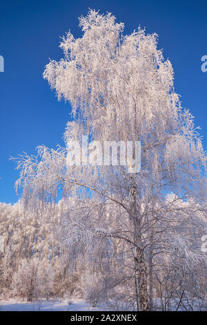 Siberian rural winter landscape. Frozen birch trees covered with hoarfrost and snow. Stock Photo