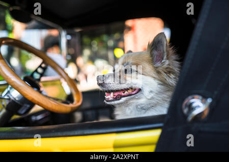 A little shaggy dog as a real driver proudly sits in the driver's seat of an old retro car at a vintage car exhibition in a small town, attracting vis Stock Photo