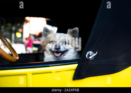 A little shaggy dog as a real driver proudly sits in the driver's seat of an old retro car at a vintage car exhibition in a small town, attracting vis Stock Photo