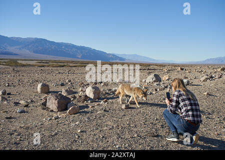 A visitor takes photos of a coyote, which is not shy of people and approaches passing vehicles for food, in Death Valley, California, on Jan 3, 2019. Stock Photo