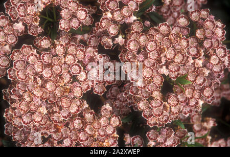 KALMIA LATIFOLIA 'MINUET' Stock Photo