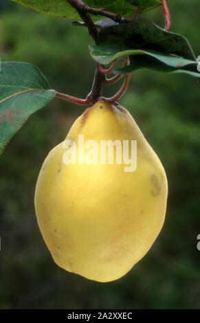 QUINCE GROWING ON TREE (CYDONIA OBLONGA) Stock Photo