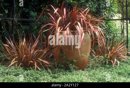 GARDEN POT OF PHORMIUM (NEW ZEALAND HEMP OR FLAX) Stock Photo