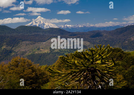 Monkey Puzzle trees, Araucaria araucana, seen from the viewpoint in El Cani Sanctuary, near Pucon. Stock Photo