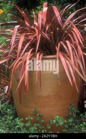 GARDEN POT OF PHORMIUM (NEW ZEALAND HEMP OR FLAX) Stock Photo